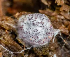 Myriococcum praecox thumbnail 2