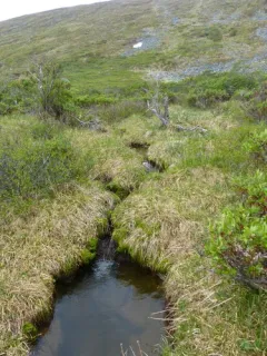 Long-stalk Whitlow-grass thumbnail 4