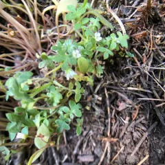 small-flowered nemophila thumbnail 4
