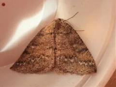 Drepanulatrix foeminaria thumbnail 3