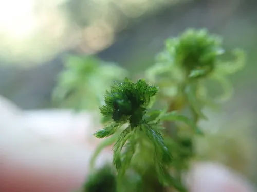 Mendocino Peatmoss
