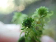 Mendocino Peatmoss thumbnail 1