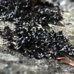 Rimmed Camouflage Lichen thumbnail 1