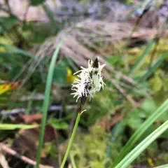 northwestern sedge thumbnail 2