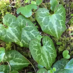 marbled wild-ginger thumbnail 2