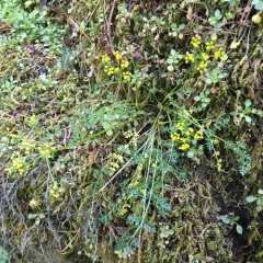 Hall's Biscuitroot thumbnail 2