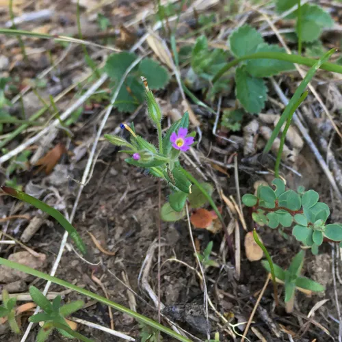 slender phlox