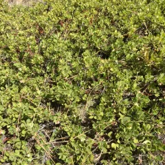 Pinemat Manzanita thumbnail 2