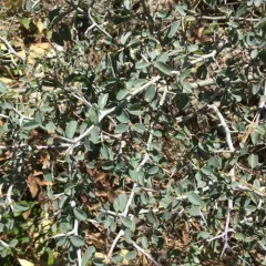 mountain whitethorn thumbnail 2