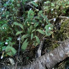 Streambank Springbeauty thumbnail 2