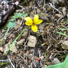 Shelton's Violet thumbnail 3