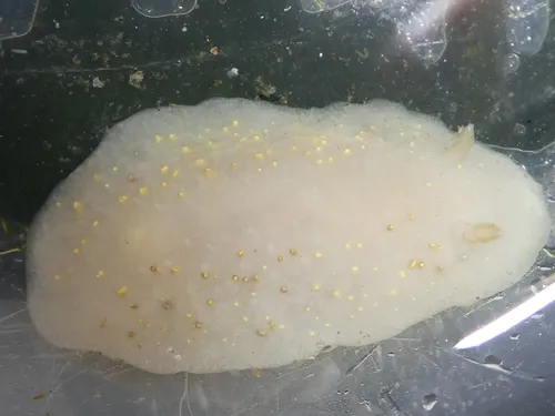 Dark-spot Cadlina