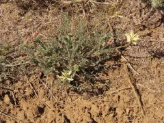 Howell's Milkvetch thumbnail 2