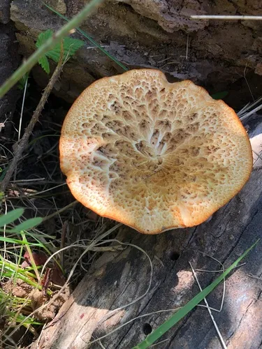 tuberous polypore