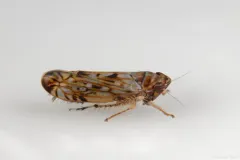 Scaphoideus carinatus thumbnail 1