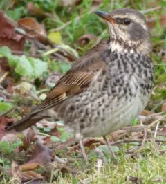 Dusky Thrush thumbnail 4