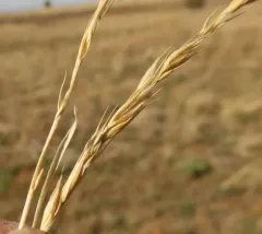 Creeping wild rye thumbnail 3