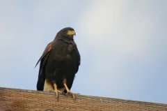 Harris's Hawk thumbnail 3