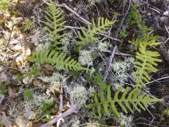Nested Polypody thumbnail 4