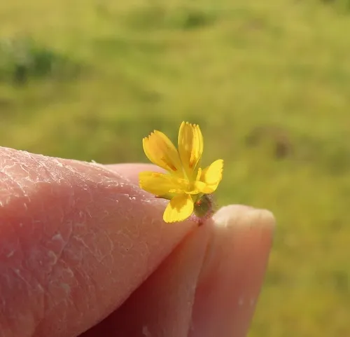 Annual Agoseris