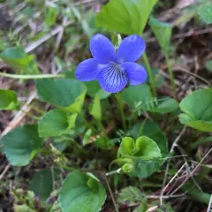 Howell's violet thumbnail 2