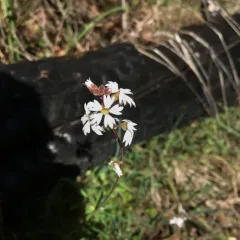 smallflower woodland star thumbnail 3