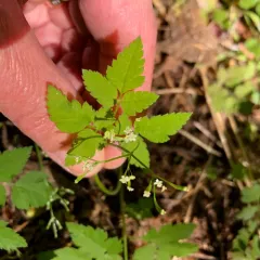 mountain sweet cicely thumbnail 1