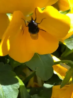 Comstock's Bromeliad Fly thumbnail 3