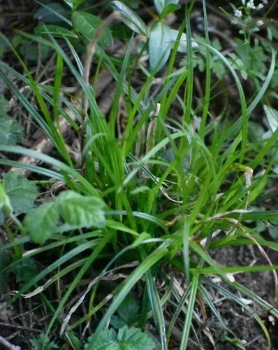 European Woodland Sedge