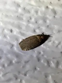 Agonopterix nigrinotella thumbnail 2