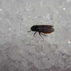 Striped Leafhopper thumbnail 2