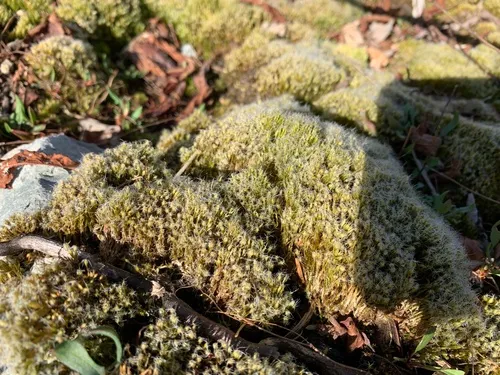 Heath Star-moss