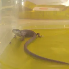 Southern Alligator Lizard thumbnail 2