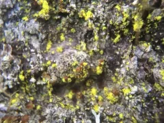 gold dust lichen thumbnail 2