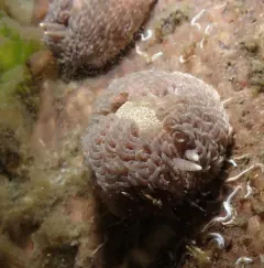 Warty Shag-rug Nudibranch thumbnail 1