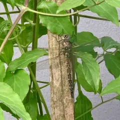 California Darner thumbnail 3