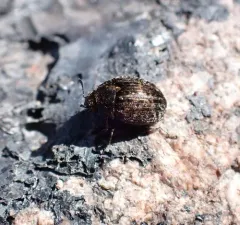 Cytilus alternatus thumbnail 3