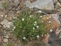 King’s Sandwort thumbnail 2