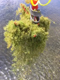 bearded stonewort thumbnail 2