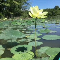 American lotus thumbnail 2
