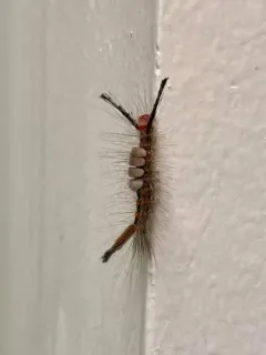 Fir Tussock Moth thumbnail 2