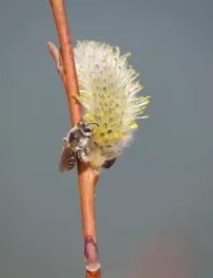 Wellesley Miner Bee thumbnail 2
