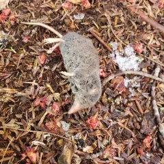 Masked Shrew thumbnail 4