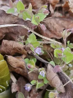 Pink Ivy-leaved Speedwell thumbnail 2