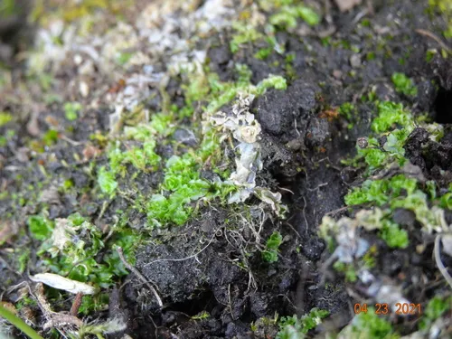 Long-bristled Frillwort