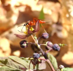 Ischnus inquisitorius thumbnail 2