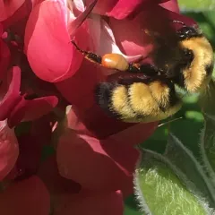 Nevada Bumble Bee thumbnail 2