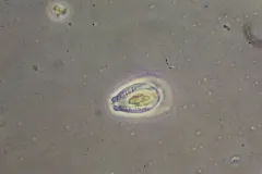 Epithemia sorex thumbnail 2