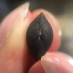 Grooved Fingernailclam thumbnail 2