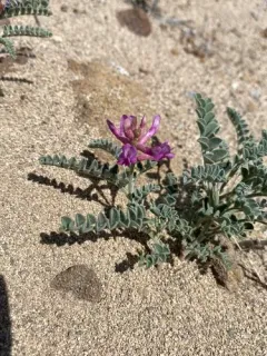 Bruneau Milkvetch thumbnail 2